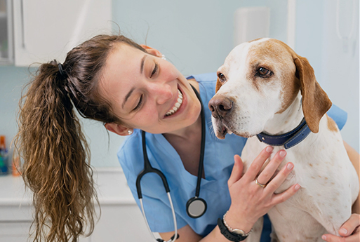 Pet Care